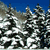 Pixelated image of snow-covered evergreen trees under a clear blue sky with visible snow accumulation on branches.