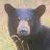 Pixelated close-up of a bear's face with dark brown ears, light blue forehead, white muzzle, and black nose against a blurred beige background.