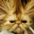 A pixelated contact sheet showing a fluffy cat on the left and green text reading "Original Icons .com" on the right against a dark background.
