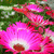 A static pixelated image of pink and red flowers with green foliage in the background.