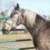 Pixelated image of a horse in profile with light brown and white coloring against a blurred background.