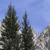 Pixelated static image of two tall evergreen trees against a clear blue sky with light gray rocky formations on the right.