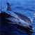 Animals icons for AIM, MSN, MySpace and Yahoo