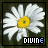 A contact sheet of 11 animated frames showing a white daisy with yellow center, each frame displaying slight variations in petal position and text styling beneath the flower.