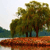 Pixelated landscape with green trees, brown ground, blue water, and light sky, rendered in low-resolution style.