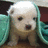 A small white puppy with dark eyes and nose sits on a brown surface, partially covered by a teal fabric, in a of six