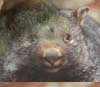 Animated sequence of a brown-furred animal with rounded ears and a broad nose, showing facial expression changes from neutral to smiling