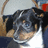 A pixelated dog with black and tan fur appears in two vertical , the right displaying text