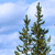 Pixelated static image of two coniferous trees against a light blue sky with white clouds.