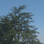 Pixelated image of a tree with dense foliage against a clear blue sky, showing no visible text or distinct objects.