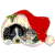 A static image of a dog wearing a red Santa hat with white trim and green holly, positioned above text reading 'I wonder what they dream about' in red block letters.