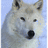 A static image of a white wolf's head on the left, with text 'save the wolves' in white letters against black background.