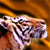 Animals icons for AIM, MSN, MySpace and Yahoo
