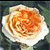 A static image shows a rose icon with text reading "Even the prettiest prettiest" above and "rose has thorns <3" below on a black background.