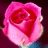 A static pixelated image of a pink rose with layered petals, set against a dark purple background.