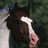 A static image with a horse photo on the left and red background text on the right, featuring names and dates.