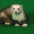 A pixelated image divided into four quadrants: top-left shows a ferret on green grass, top-right displays text "I LIKE WEASELS" on blue background, bottom-left has a red exclamation mark on bright green, and bottom-right is solid gray.