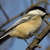 A pixelated bird perched on a branch against a blue sky background, with light brown and white plumage and a black eye stripe.