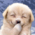 A light-colored puppy with closed eyes and a dark nose, holding its paw near its mouth against a blue background.