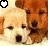 Two dogs with light and brown fur appear in a split- layout, one on the left side of the image