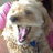 A pixelated dog with pink ears and a blue collar, mouth open showing tongue in first frame; second frame adds bold text "Time 4 skool AGAIN?!" over the image.