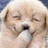 Pixelated close-up of a light-colored dog's face with closed eyes, dark nose, and brown ears against a blurred background.