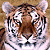 A pixelated tiger head fills the left side of a split-screen image, with green text reading 'Original Icons .com' on the right.