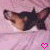 A pixelated dog's head on a pink fabric background with two heart icons and text in black, white, and pink
