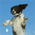 Pixelated image of a dog-like animal with black and white fur standing against a solid light blue background, arms outstretched in a static pose.
