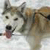 Pixelated close-up of a dog's face with light brown and white fur, dark eyes, a black nose, and a pink tongue visible, set against a light background.