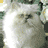 Animated sequence of a fluffy white cat with green eyes shifting expressions , showing different head angles and eye positions