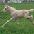 Six horse images arranged in a , showing various poses and colors including white, brown, and light tan