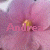 A pink orchid with a yellow center displays the name 'Andrea' in two different text styles