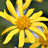 A 48x48 pixel animated buddy icon featuring a yellow flower with orange center on left frame and scattered gray circular shapes on right frame, displayed as a contact sheet.