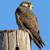 A pixelated bird perched on a vertical structure against a solid blue background, with brown and black plumage and a yellow beak.