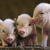 Three piglets stand side-by-side on a dark brown background, with one piglet later shown flying above clouds.