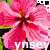 A static image of pink flowers with green stems and brown centers, overlaid with the text 'Lynsey' in white letters.