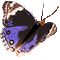Four pixelated butterfly icons arranged in a , each with blue, black, white, and brown wing patterns against a gray background