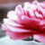 Pixelated image of a pink and white flower with layered petals against a blurred background.