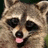 Pixelated raccoon face with tongue out on left, bright pink background split into four text sections with green pixelated font reading 'just because the im better looking than u Don't be mad!'