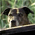 A split-frame contact sheet showing a dog in foliage on the left and green text reading "Original Icons .com" on the right, both rendered with pixelated low-resolution graphics.