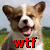 A four- shows a dog with brown and white fur in various poses, each containing red text