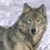 A wolf with brown and gray fur stands in a snowy landscape, its head slightly turned left.
