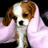 A pixelated dog with brown and white fur wrapped in a light pink blanket, next to the text 'pressley' on a pink background.