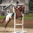 A four- shows a rider on horses in various equestrian scenes with visible motion changes