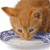 A pixelated close-up of a light brown cat with darker stripes, its head lowered toward a blue and white patterned surface, eyes partially closed.