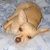 Pixelated static image of a light brown dog lying on its back with eyes closed, set against a blurred blue-gray background.