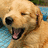 Pixelated golden retriever dog with mouth open and tongue out on left, bright pink background with black text "I <3 my Tannerkins!" on right.