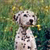 Pixelated image of a dog with white fur and dark spots standing in a green, blurred background.
