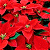 A 50x50 pixel buddy icon featuring a split composition with red poinsettias on the left and green text "Original Icons .com" on the right against a dark background.